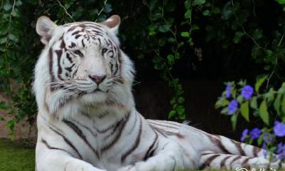 74年出生的属虎人最佳风水居住楼层是哪一层？居高临下的第10层楼是否适宜？顶楼和底层又如何？我们一起来探讨最旺运的住宅选择！