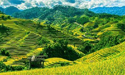 放置风水招财牛在办公室是否能带来经济效益？探究其可能的影响和效果