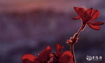 【2027年丁未日柱男命】十二生肖分析，个人运势预测，爱情事业财富，全方位解读！