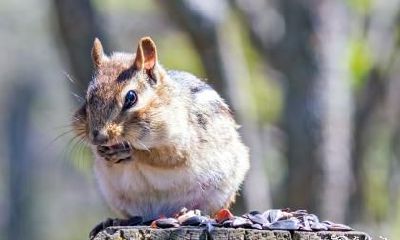 如何化解属鼠人72年住在不利的四楼风水问题？探讨四楼住宅风水不利的影响及解决方案