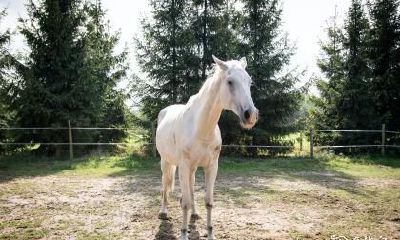 马年女性佩戴玉质手镯的适宜之处，如何选择适合属马女性的手镯？