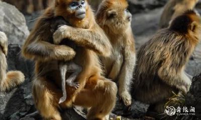 一位属猴的人在68年选择了位于19楼的住所