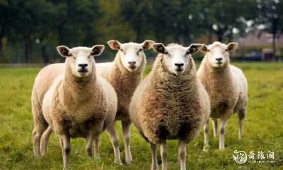 在华人传统文化中认为，2023年是属羊年，研究发现在过去的67年间属羊人最适宜住在何种房屋位置，那么，如果你在购房时想要做到“将一生幸福安顿”，需要注意哪些方面呢？