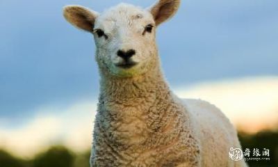 如何化解67年属羊住在三楼的风水煞气，让属相羊的财运更上一层楼？