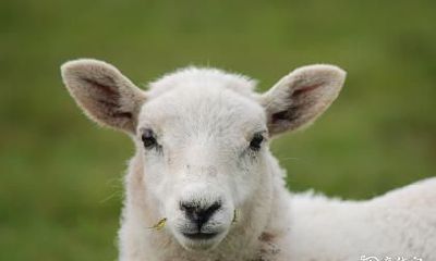 如何根据属羊年份选择最佳居住楼层以提升整体运势？