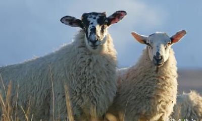 属羊者住宅楼层选择：探讨住于几层楼对于家庭和谐的影响——以67年属羊为例