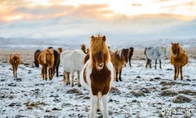 经过66年的属马住户调查，结论显示：在楼层选择上，属马的最佳居住楼层为几层呢？