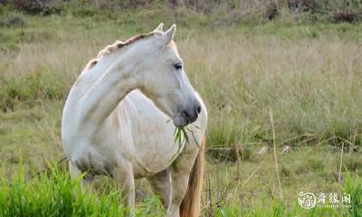 马年出生的人，如果在购房时考虑居住体验和房产升值，应选择在哪一层楼居住？——深度解析在买房时选择何层楼最好的相关因素