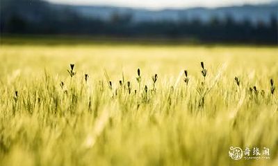 和婚姻观对塑造最终婚姻有何影响？——探究己丑日柱女命爱情观和婚姻观对个人婚姻的塑造效应