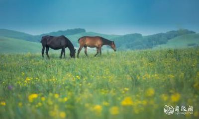如何选择住所提升属马人的运势？从六十六年属马的角度，探讨住在东户与西户的影响。同时解析生肖马住在几楼可以带来的好运