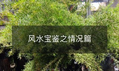 深入解析：风水宝鉴之如何评估室内外情况，如何应对风水影响，打造健康和谐的生活环境