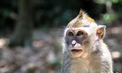 在属马的66年出生者中，居住在11楼的房屋是否适合？属马人士合适的住宅楼层数是多少呢？