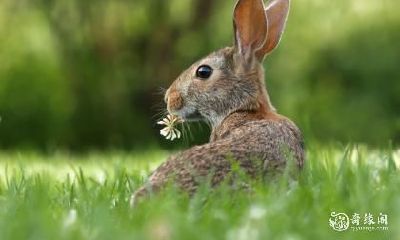 属兔的人适合涂什么颜色指甲来增加个人魅力？而对于火命的人来说，又有哪些颜色可以助力旺财呢？
