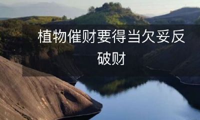 植物的选择和摆放至关重要，否则会适得其反，不仅没有催财效果，反而可能会带来破财之灾