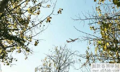 您家里养什么品种的多肉植物可以带来最旺盛的财运？