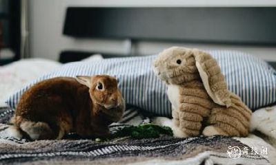 和层数对吉祥的影响：建议63年属兔的人选择何种房屋朝向和层数