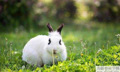 2022年属兔的年龄是多少？如何通过旺运开运来吸引好运？