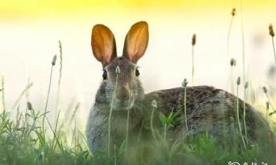 63年出生的兔子属相，住几层楼楼层选择要注意的风水问题，同时需要避免哪些方位？