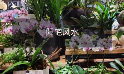 的概念、历史及其在现代社会中的应用与影响