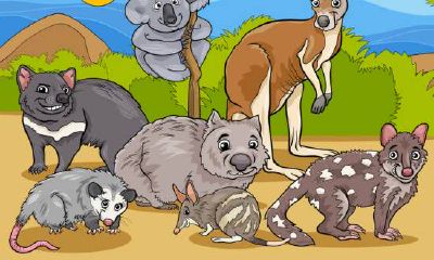 老板办公室内部以及风水配置方案及其影响的综合探讨