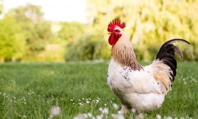 作为属鸡的人，哪些行业最适合他们发展？离火运的属鸡适合从事哪些行业呢？