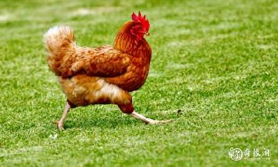 属鸡人适合从事哪些生意？选择财神最佳的经营方向建议！