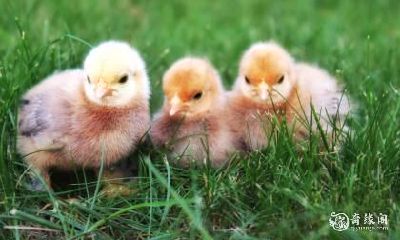 如何判断属鸡烂桃花劫何时结束？深入探讨桃花劫结束的征兆！