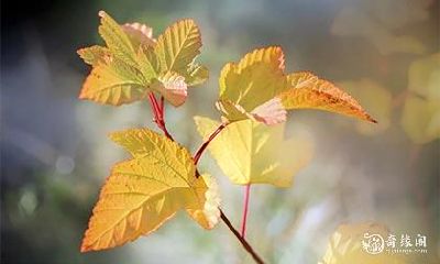 探究八字中食伤的含义：分析食伤旺相的特征与特点