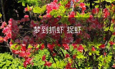 梦见自己无穷劲地啃食一只新鲜的大虾，享受着海洋的味道与美妙的质感！