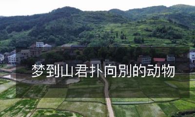 做梦时见到山君猛扑向其他动物的不可思议场景