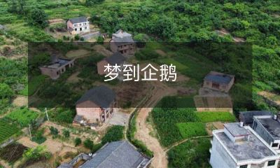 在梦中见到的可爱企鹅：一个让你感到幸福和温馨的魔幻体验