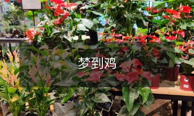 我做了一个梦，梦见自己在农村放养着一群鸡，它们在清晨欢快地啼鸣，为我带来了如此美好的春天