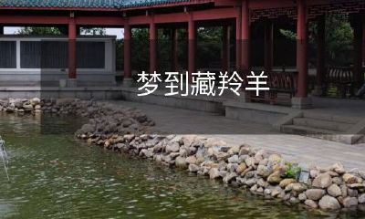 在梦中遨游：探寻藏羚羊的神秘世界