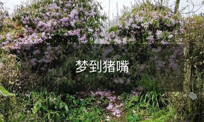 华丽夺目的梦境：我曾经梦见了一只长着粉嫩猪嘴的可爱小猪！