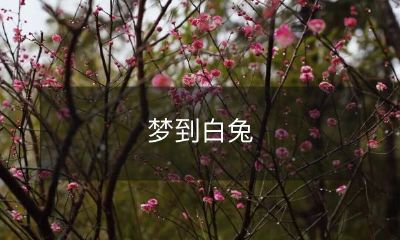 睡眠中见白兔的不可思议经历：探寻梦境中生动的瞬间