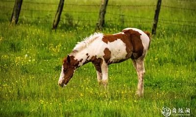 属马人2023.3.1的运势预测表明，将面临消沉和低落的挑战