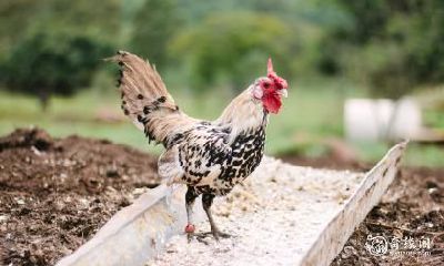 如何根据八字属鸡的行业与能力选择最有发展潜力的赚钱行业，并探索哪些八字组合适合以做生意为主要职业发展的秘诀