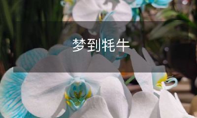 穿越草原之夜：古老文化符号牦牛在梦中的启示