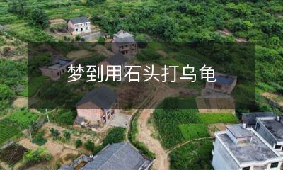 在梦中竟然想象自己使用石头对一只乌龟进行殴打的不可思议探究