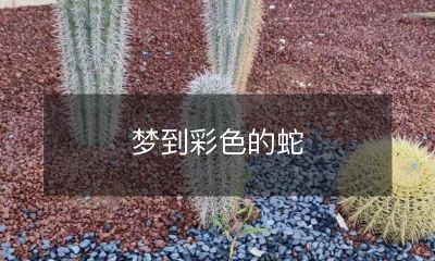 梦中缤纷多彩的蛇纹：如何解读梦境中的奇幻蛇影？