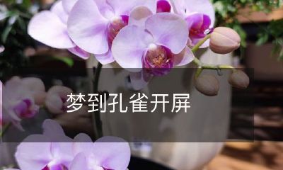 在梦中亲眼目睹孔雀绽放艳丽羽翅的瑰丽景象