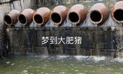 在梦境中遇见一只体型巨大的肥胖猪