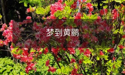 在梦中遇见黄鹂的美妙景象：描写梦中黄鹂的诗意画面