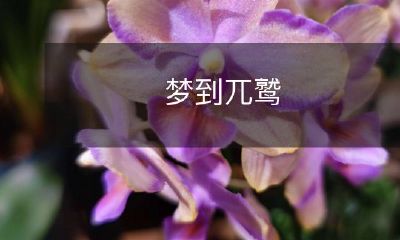 在黑夜中的迷茫中，我做了一个奇异的梦，梦见一只威武的兀鹫高高飞翔，带我走进一个神秘的世界