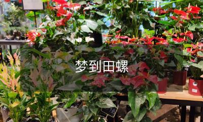 沉睡中的梦境中出现了田螺，不同寻常的梦境之旅