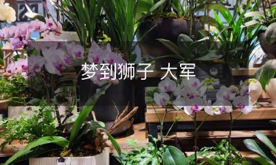 在梦中看到群狮猛攻的壮观景象：一个人的梦中大军体验