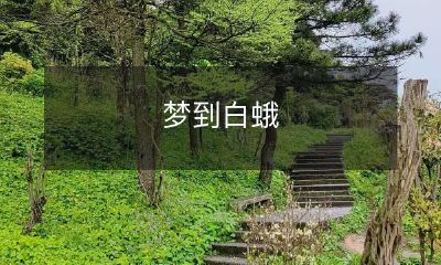 在梦中遭遇白蛾：探索概念的象征，解析无意识的寓意与心理学启示