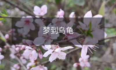 我梦见了一只乌龟！