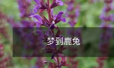 在梦中遇见鹿兔，畅游神奇世界的心灵之旅