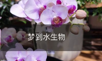 在梦中遇见了身披鳞甲、游动在水中的美丽水生物！